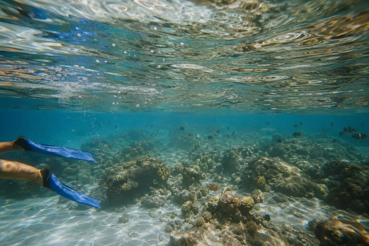 Snorkel Trips